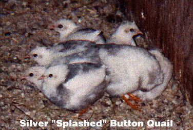 "Splashed" Button Quail